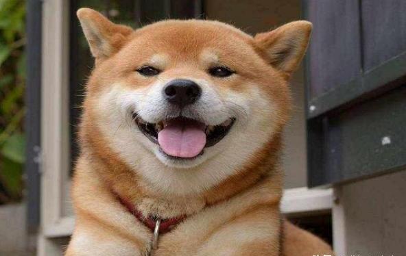 柴犬和柯基哪个更好养-柯基好养吗性格如何 柴犬和柯基哪个更好养-柯基好养吗性格如何