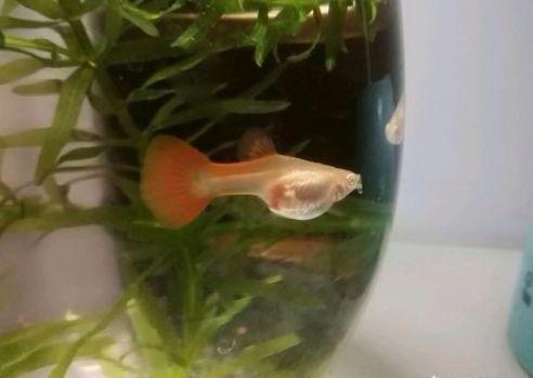孔雀鱼一胎才生十几条原因有以下几点-孔雀鱼一次生多少小鱼