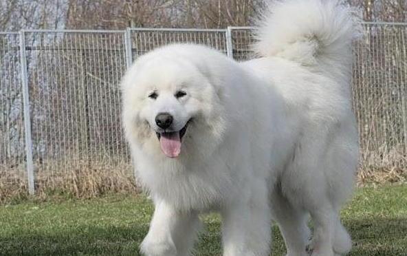 大白熊犬为什么禁养-大白熊怎么挑