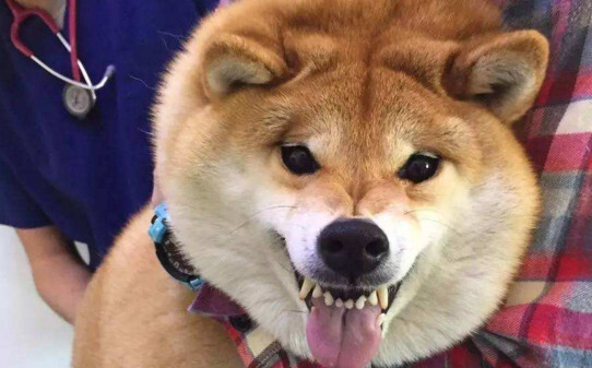 白柴犬如何辨别纯不纯-柴犬幼崽怎么辨别真假