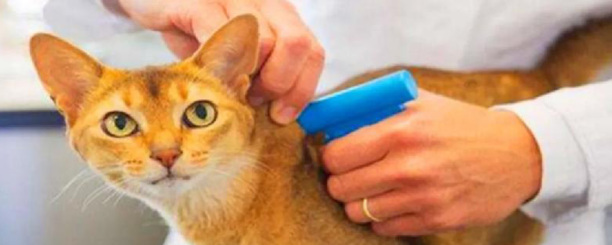 被猫抓了怎么判断没事-猫抓了手指上没出血会不会的狂犬病