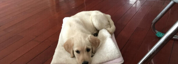 35天拉布拉多幼犬喂养小知识-拉布拉多几个月可以吃干狗粮 35天拉布拉多幼犬喂养小知识-拉布拉多几个月可以吃干狗粮