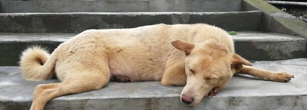 土狗为什么那么难培养-土狗为什么不易训练