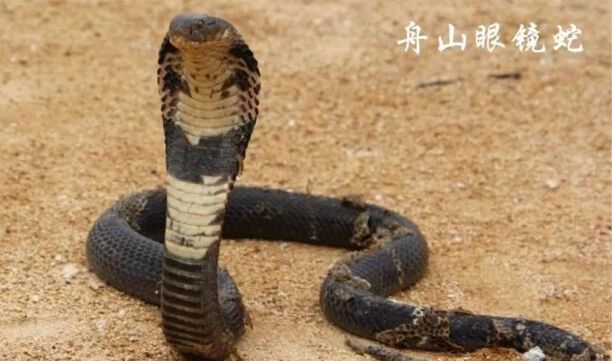 中国十大毒蛇排名-全世界排名第一的蛇是什么蛇