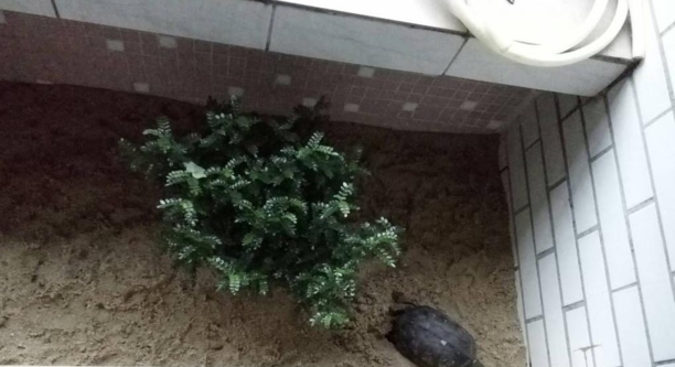 怎么知道种龟怀孕了