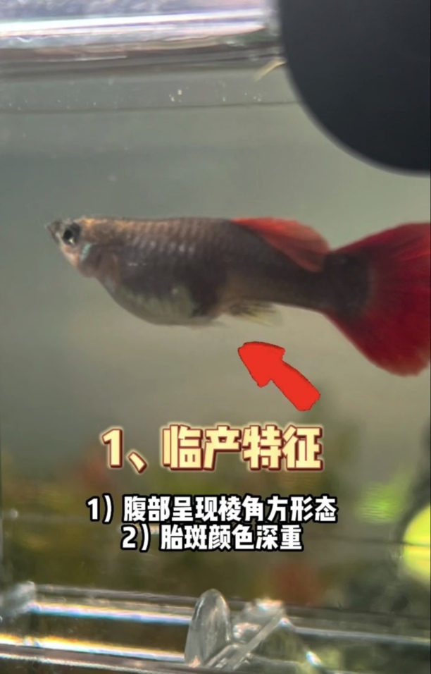 孔雀鱼繁殖详细步骤与方法-孔雀鱼繁殖时间多长