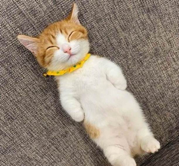 女生不能和猫一起睡-女生要和你养猫是什么意思