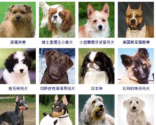 狗的种类有哪些-如何通过照片知道狗狗的品种和名字