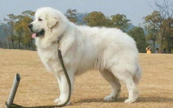大白熊犬为什么禁养-大白熊怎么挑