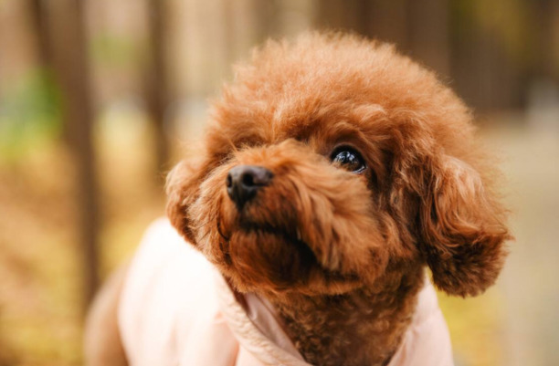 十大旺家犬-怎样训练秋田犬跟着主人走