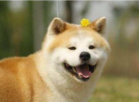 秋田犬经常不带狗绳可以吗-为什么秋田犬不听话