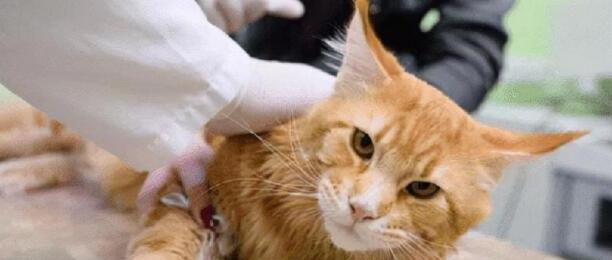 猫咪什么时候可以驱虫-母猫多久可以驱虫