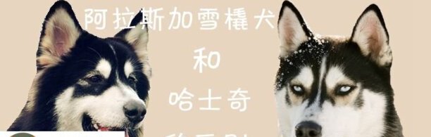 阿拉斯加雪橇犬和哈士奇的区别-阿拉斯加雪橇犬与哈士奇的区别是什么