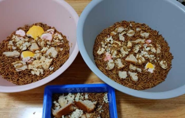 睡鼠的饲养方法和注意事项-睡鼠亲人吗 睡鼠的饲养方法和注意事项-睡鼠亲人吗