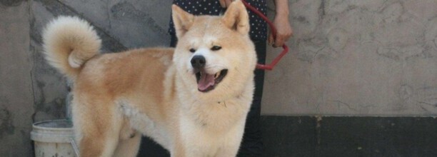秋田犬不听话怎么回事-秋田犬为什么不听话