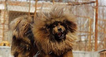 藏獒赤古照片-藏獒多吉原型 藏獒赤古照片-藏獒多吉原型