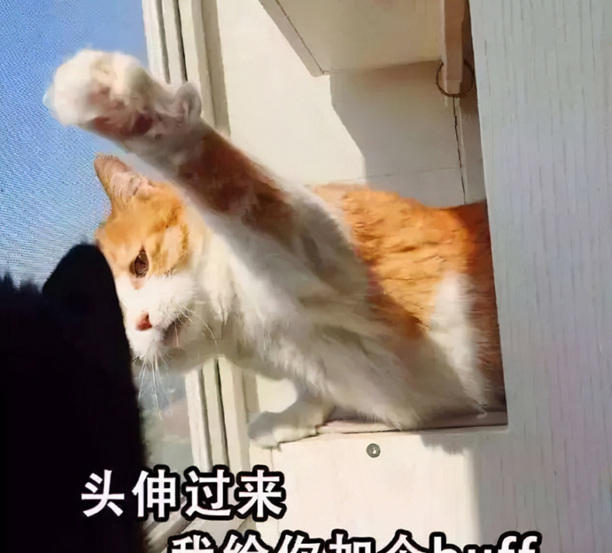 不能当着猫咪的面铲屎-铲猫屎能让猫看见吗