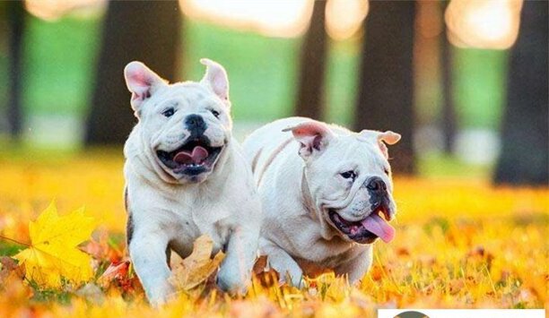 2023年英国斗牛犬价格一览表-为什么英国斗牛犬那么贵动动一万几千