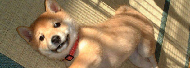柴犬成长过程-柴犬被打后的心理