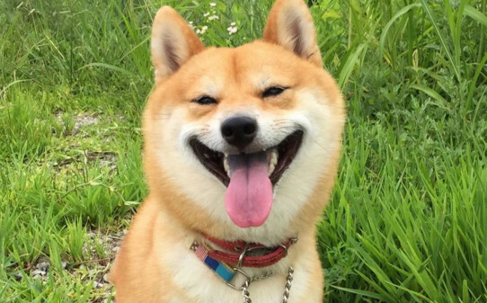 柴犬成长过程-柴犬被打后的心理