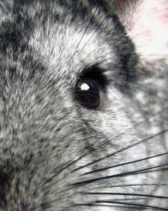 龙猫这辈子没这么害怕过-龙猫很容易被吓死吗