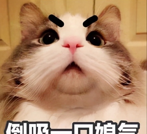 好听的猫咪名字100个-好听的小猫名