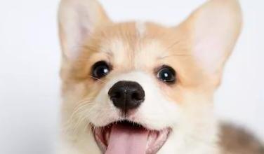 柯基犬有哪些优缺点-柯基突然发疯一样乱跑 柯基犬有哪些优缺点-柯基突然发疯一样乱跑