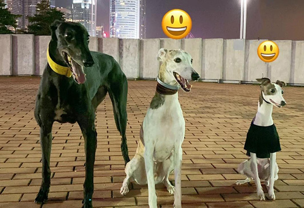 灵缇为什么禁养-灵缇犬优点和缺点 灵缇为什么禁养-灵缇犬优点和缺点