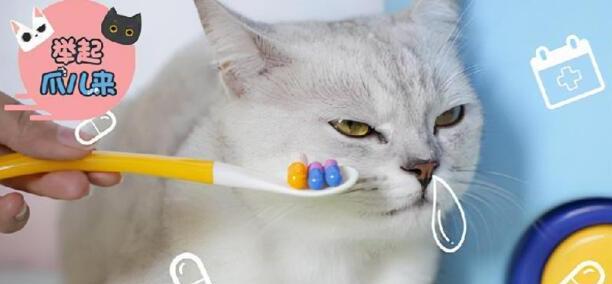 猫咪什么时候可以驱虫-母猫多久可以驱虫