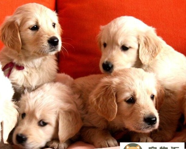金毛犬小狗如何训练-金毛怎么训练 金毛犬小狗如何训练-金毛怎么训练