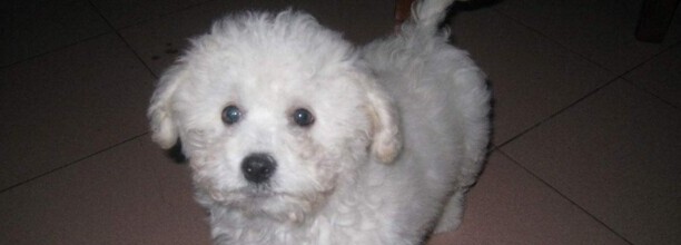 养比熊贵还是柯基-比熊犬一年的花费