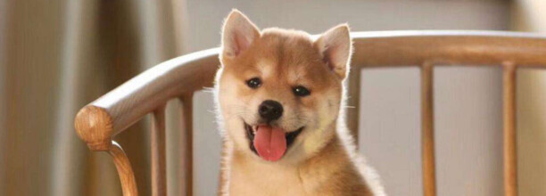 养柴犬的男生什么性格-为什么很多人喜欢养柴犬