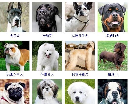 狗的种类有哪些-如何通过照片知道狗狗的品种和名字