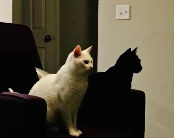 养猫千万不要养黑猫-纯黑猫为什么不建议养