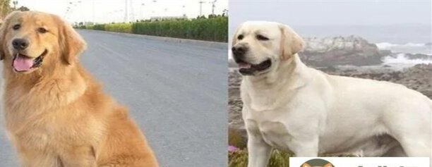 拉不拉多犬的特点有哪些-拉布拉多是什么类型犬