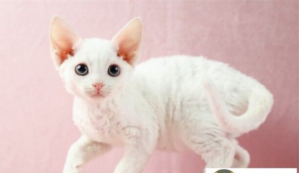 2023年德文卷毛猫最新价格多少钱-德文卷毛猫都会出油吗
