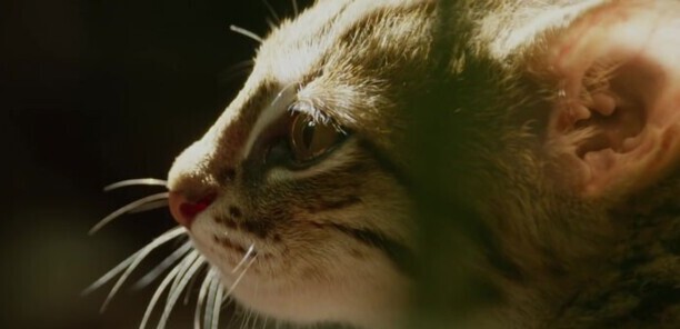 世界上最小的猫-锈斑猫的天敌有哪些