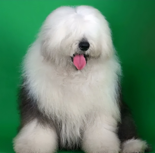 古牧的价格-古牧犬的优点和缺点 古牧的价格-古牧犬的优点和缺点