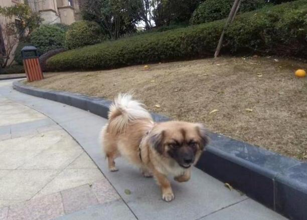 家有贱狗是什么品种-狗的天性是奴性还是忠诚