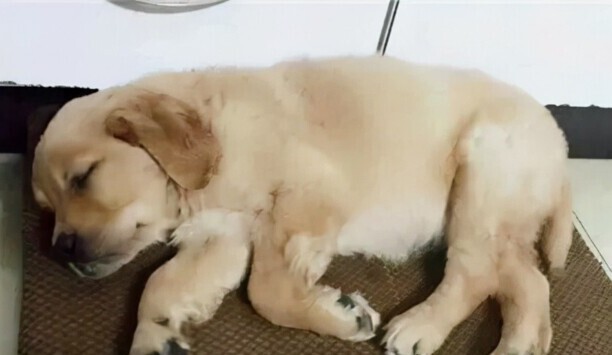 犬瘟有哪些症状？
