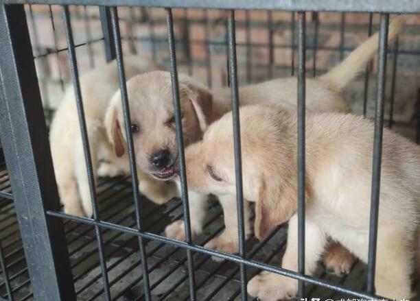 初次养狗养什么品种最合适-比熊犬养多久才认主人 初次养狗养什么品种最合适-比熊犬养多久才认主人