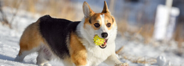 柯基犬吃几颗葡萄有影响-柯基可以吃葡萄吗