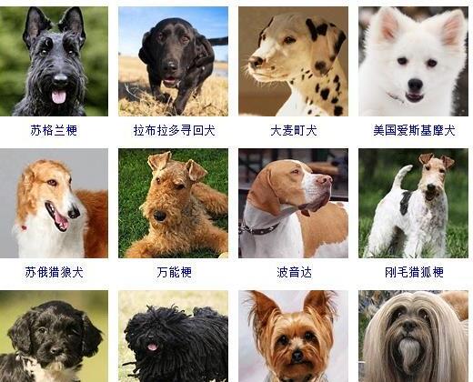 狗的种类有哪些-如何通过照片知道狗狗的品种和名字