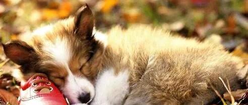 威尔斯柯基犬-卡迪根威尔士柯基智商 威尔斯柯基犬-卡迪根威尔士柯基智商