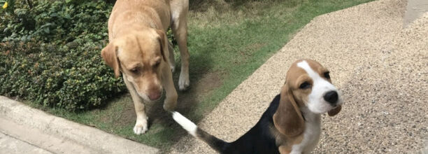 狗不爱和其他小狗玩了不合群-狗不合群如何纠正