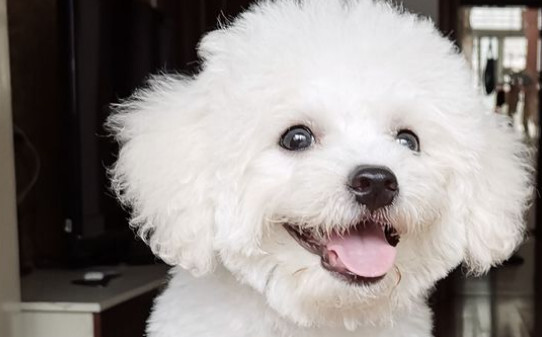 比熊吃撑了都有哪些症状-比熊犬吃多了症状