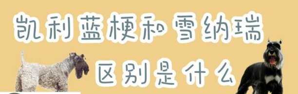 凯利蓝梗和雪纳瑞区别是什么-凯利蓝梗犬为什么禁养