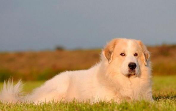 大白熊犬为什么禁养-大白熊怎么挑