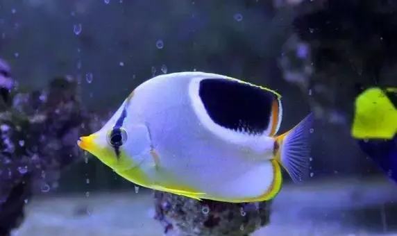十大养不死的海水鱼-最便宜的海水鱼排行榜
