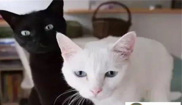 纯黑猫配纯白猫出什么颜色-欧拉黑猫白猫区别 纯黑猫配纯白猫出什么颜色-欧拉黑猫白猫区别